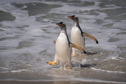 Picture of FALKLAND ISLANDS-GRAVE COVE GENTOO PENGUINS RETURNING FROM OCEAN 