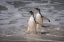 Picture of FALKLAND ISLANDS-GRAVE COVE GENTOO PENGUINS RETURNING FROM OCEAN 