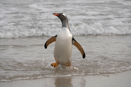 Picture of FALKLAND ISLANDS-GRAVE COVE GENTOO PENGUIN RETURNING FROM OCEAN 
