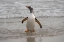 Picture of FALKLAND ISLANDS-GRAVE COVE GENTOO PENGUIN RETURNING FROM OCEAN 