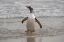 Picture of FALKLAND ISLANDS-GRAVE COVE GENTOO PENGUIN RETURNING FROM OCEAN 