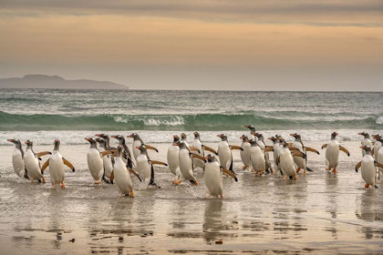 Picture of FALKLAND ISLANDS-GRAVE COVE GENTOO PENGUINS WALKING IN SURF AT SUNSET 