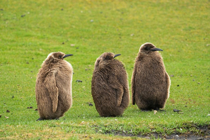 Picture of FALKLAND ISLANDS-SAUNDERS ISLAND CLOSE-UP OF KING PENGUIN CHICKS OR OAKUM BOYS 
