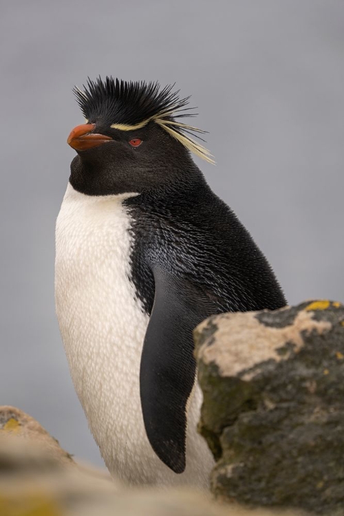 Picture of FALKLAND ISLANDS-NEW ISLAND CLOSE-UP OF ROCKHOPPER PENGUIN 