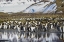 Picture of ANTARCTICA-SOUTH GEORGIA ISLAND-SALISBURY PLAIN KING PENGUINS ON BEACH 