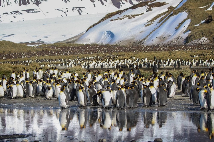 Picture of ANTARCTICA-SOUTH GEORGIA ISLAND-SALISBURY PLAIN KING PENGUINS ON BEACH 