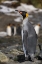 Picture of ANTARCTICA-SOUTH GEORGIA ISLAND-ELSEHUL BAY KING PENGUIN CLOSE-UP 