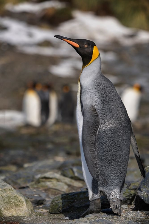 Picture of ANTARCTICA-SOUTH GEORGIA ISLAND-ELSEHUL BAY KING PENGUIN CLOSE-UP 