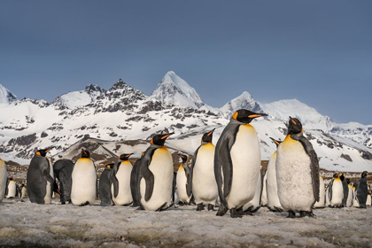 Picture of ANTARCTICA-SOUTH GEORGIA ISLAND-ST ANDREWS BAY LANDSCAPE WITH MOUNTAIN AND KING PENGUIN COLONY 