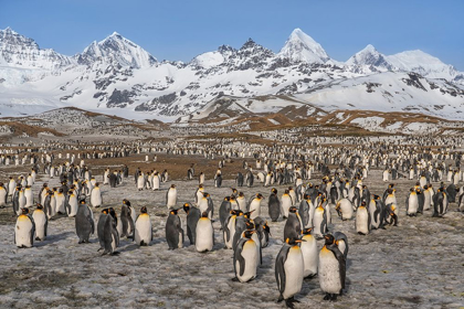 Picture of ANTARCTICA-SOUTH GEORGIA ISLAND-ST ANDREWS BAY LANDSCAPE WITH MOUNTAIN AND KING PENGUIN COLONY 