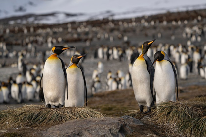 Picture of ANTARCTICA-SOUTH GEORGIA ISLAND-ST ANDREWS BAY KING PENGUINS AT THEIR NESTS 