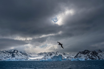 Picture of ANTARCTICA-SOUTH GEORGIA ISLAND STORMY SUNSET ON GLACIER AND FLYING BIRD 