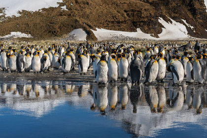 Picture of ANTARCTICA-SOUTH GEORGIA ISLAND-SALISBURY PLAIN KING PENGUINS REFLECT IN MELTWATER POND 