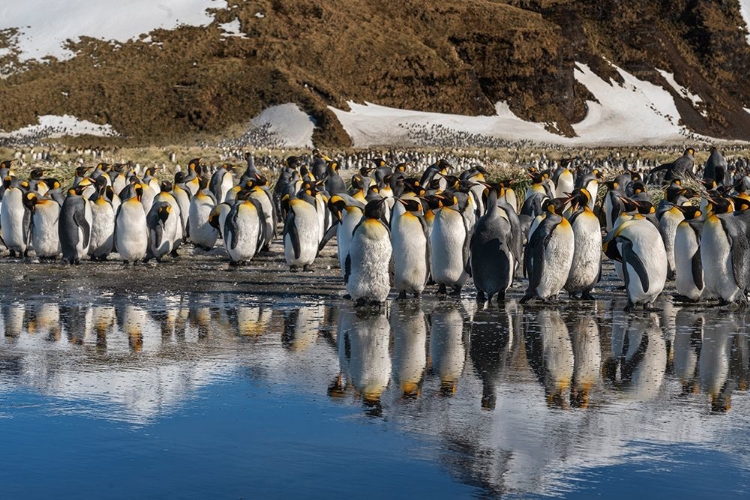 Picture of ANTARCTICA-SOUTH GEORGIA ISLAND-SALISBURY PLAIN KING PENGUINS REFLECT IN MELTWATER POND 