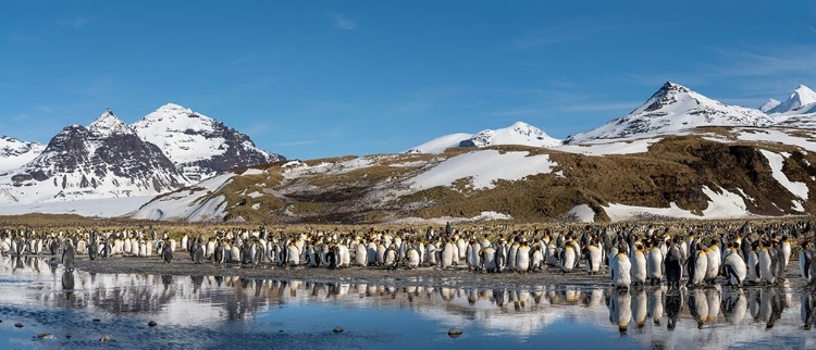 Picture of ANTARCTICA-SOUTH GEORGIA ISLAND-SALISBURY PLAIN PANORAMIC OF KING PENGUINS REFLECTING