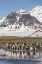 Picture of ANTARCTICA-SOUTH GEORGIA ISLAND-SALISBURY PLAIN KING PENGUINS ON BEACH 