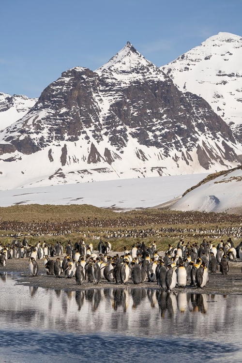 Picture of ANTARCTICA-SOUTH GEORGIA ISLAND-SALISBURY PLAIN KING PENGUINS ON BEACH 