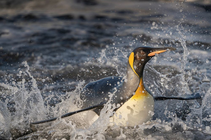 Picture of ANTARCTICA-SOUTH GEORGIA ISLAND-SALISBURY PLAIN KING PENGUIN EMERGING FROM SURF 