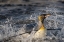 Picture of ANTARCTICA-SOUTH GEORGIA ISLAND-SALISBURY PLAIN KING PENGUIN EMERGING FROM SURF 