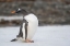 Picture of ANTARCTICA-SOUTH GEORGIA ISLAND-STROMNESS BAY GENTOO PENGUIN CLOSE-UP 