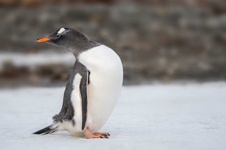 Picture of ANTARCTICA-SOUTH GEORGIA ISLAND-STROMNESS BAY GENTOO PENGUIN CLOSE-UP 