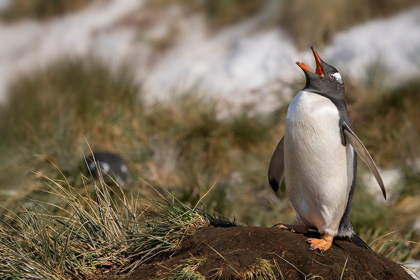 Picture of ANTARCTICA-SOUTH GEORGIA ISLAND-BAY OF ISLES GENTOO PENGUIN CALLING FOR ITS MATE 