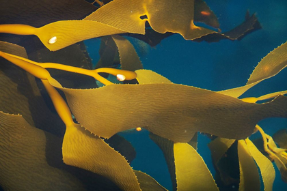 Picture of ANTARCTICA-SOUTH GEORGIA ISLAND-UNDINE HARBOR NORTH CLOSE-UP OF KELP IN OCEAN 