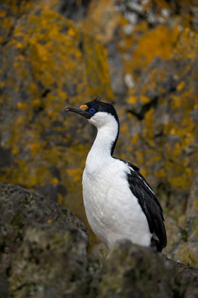 Picture of ANTARCTICA-SOUTH GEORGIA ISLAND-UNDINE HARBOR NORTH ANTARCTIC BLUE-EYED SHAG CLOSE-UP 