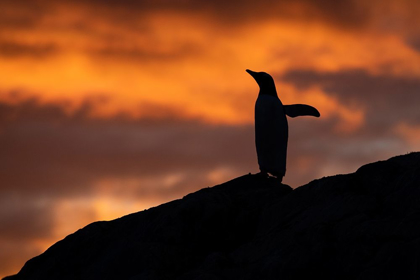 Picture of ANTARCTICA-PARADISE HARBOR AKA PARADISE BAY SILHOUETTE OF GENTOO PENGUINS WITH POLAR SUNSET