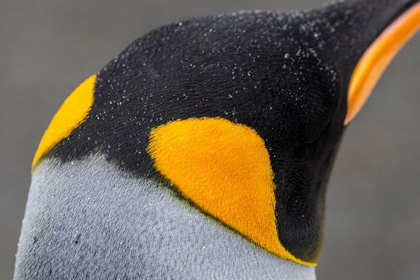 Picture of SOUTH GEORGIA-GOLD HARBOUR AKA GOLD HARBOR DETAIL OF RAINDROPS ON KING PENGUIN FEATHERS