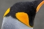 Picture of SOUTH GEORGIA-GOLD HARBOUR AKA GOLD HARBOR DETAIL OF RAINDROPS ON KING PENGUIN FEATHERS