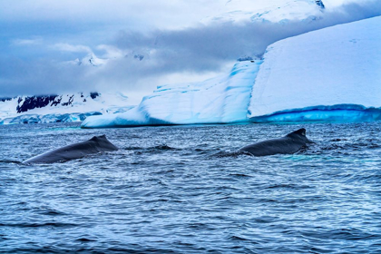 Picture of TWO HUMPBACK BALEEN WHALES CHASING KRILL BLUE ICEBERG FLOATING SEA WATER CHARLOTTE BAY-ANTARCTICA