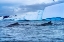 Picture of TWO HUMPBACK BALEEN WHALES CHASING KRILL BLUE ICEBERG FLOATING SEA WATER CHARLOTTE BAY-ANTARCTICA