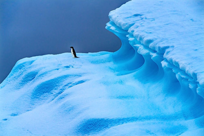 Picture of ADELIE PENGUIN BLUE ICEBERG CHARLOTTE BAY-ANTARCTICA 