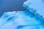 Picture of ADELIE PENGUIN BLUE ICEBERG CHARLOTTE BAY-ANTARCTICA 