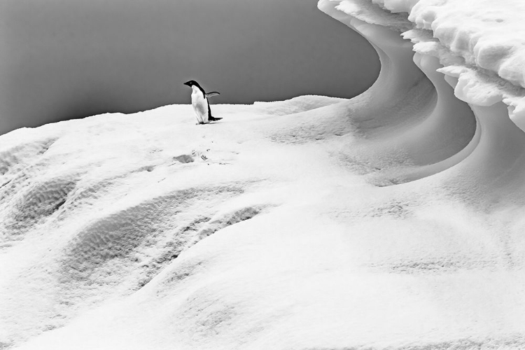 Picture of ADELIE PENGUIN BLUE ICEBERG CHARLOTTE BAY-ANTARCTICA 