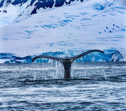 Picture of HUMPBACK BALEEN WHALE TAIL CHASING KRILL BLUE CHARLOTTE BAY-ANTARCTICA