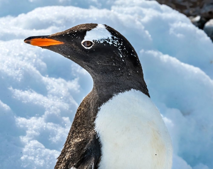 Picture of GENTOO PENGUIN SNOW HIGHWAY ROOKERY-DAMOY POINT-ANTARCTIC PENINSULA-ANTARCTICA