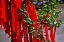 Picture of ASIA-CHINA-ZHUJIAJIAO (VENICE OF THE EAST)-RED RIBBONS OF WISH TO A HIGHER POWER