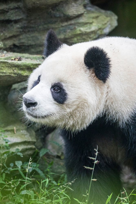 Picture of ASIA-CHINA-SICHUAN PROVINCE-CHENG DU-GIANT PANDA
