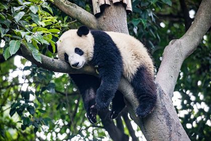 Picture of ASIA-CHINA-SICHUAN PROVINCE-CHENG DU-GIANT PANDA