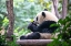 Picture of ASIA-CHINA-SICHUAN PROVINCE-CHENG DU-GIANT PANDA