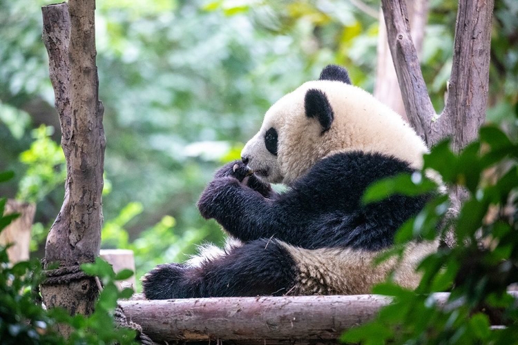 Picture of ASIA-CHINA-SICHUAN PROVINCE-CHENG DU-GIANT PANDA