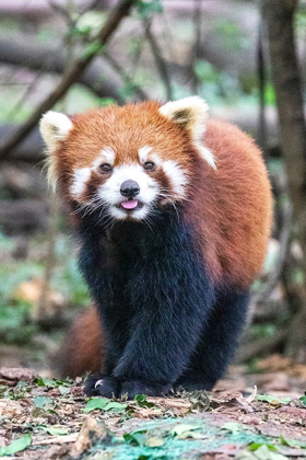 Picture of ASIA-CHINA-SICHUAN PROVINCE-CHENG DU-RED PANDA
