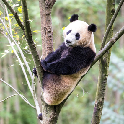 Picture of ASIA-CHINA-SICHUAN PROVINCE-MT QINCHENG TOWN-GIANT PANDA