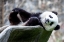 Picture of ASIA-CHINA-SICHUAN PROVINCE-MT QINCHENG TOWN-GIANT PANDA