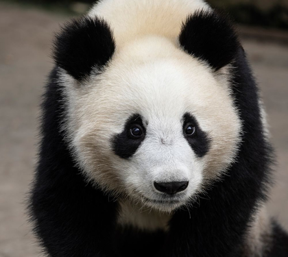 Picture of ASIA-CHINA-SICHUAN PROVINCE-MT QINCHENG TOWN-GIANT PANDA