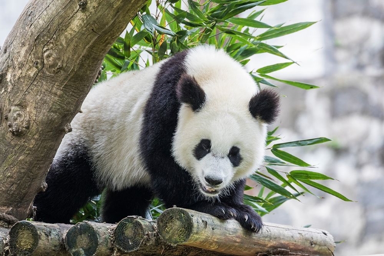 Picture of ASIA-CHINA-SICHUAN PROVINCE-MT QINCHENG TOWN-GIANT PANDA