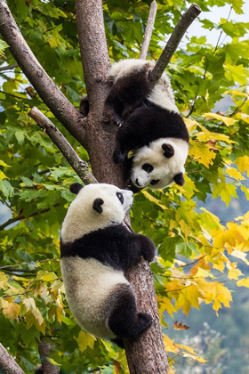 Picture of ASIA-CHINA-WOLONG-GIANT PANDA-PART OF THE UNESCO MAN AND BIOSPHERE RESERVE NETWORK