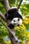 Picture of ASIA-CHINA-WOLONG-GIANT PANDA-PART OF THE UNESCO MAN AND BIOSPHERE RESERVE NETWORK